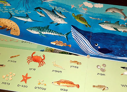 יש כאן 101 חיות | 101 יצורי ים | 101 כלי תחבורה - ספרים בחיתוך מיוחד - דפי קרטון